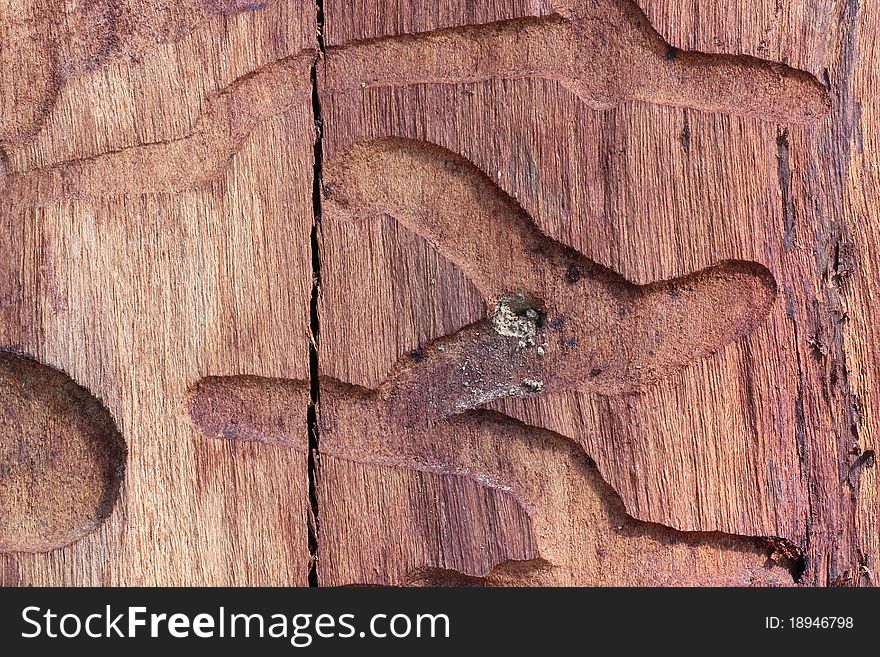 Detail of a wood worms path on dead brown wood. Detail of a wood worms path on dead brown wood