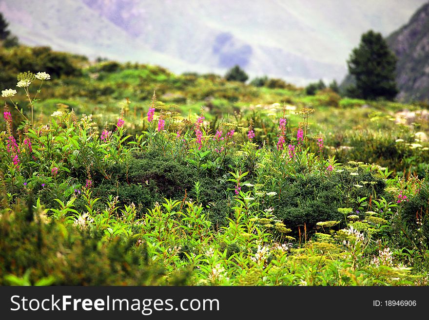 A field of flowers in the mountains