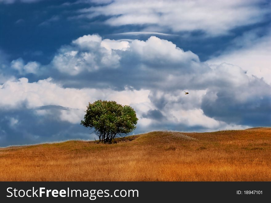 Flying bee upon meadow & alone tree