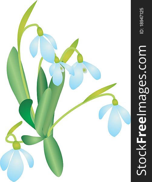 Snowdrop isolated on white background. Vector illustration