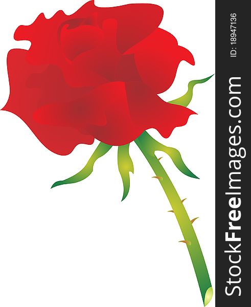 Beautiful rose on a white background. Vector Illustration