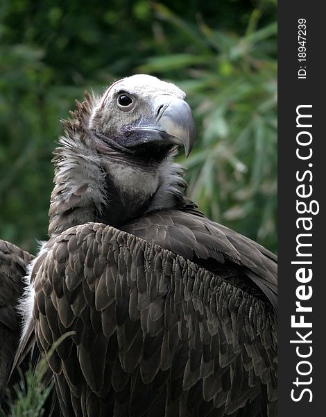 A Lappet-faced Vulture portrait