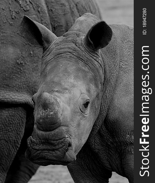 A white rhino calf portrait