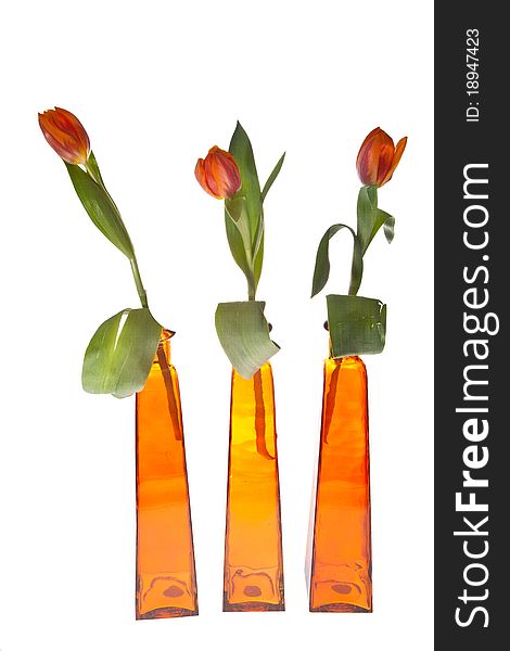 Orange tulips in orange vases for dutch queensday