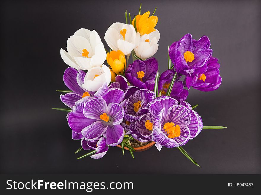 Crocus close up on black background