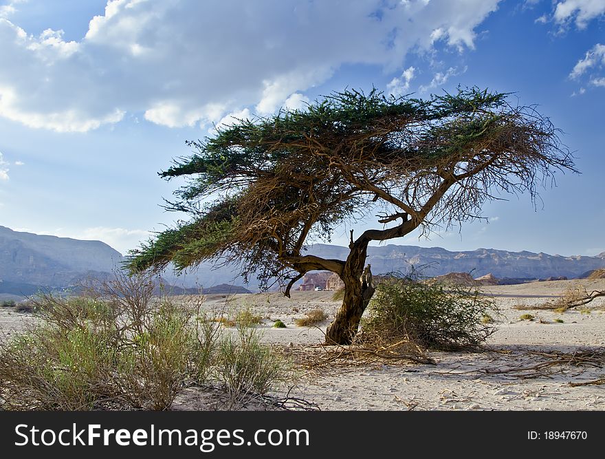 View On Canyon Of Timna Park, Israel