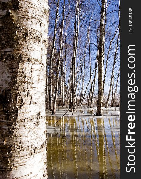 Early spring landscape with birches, ice and water