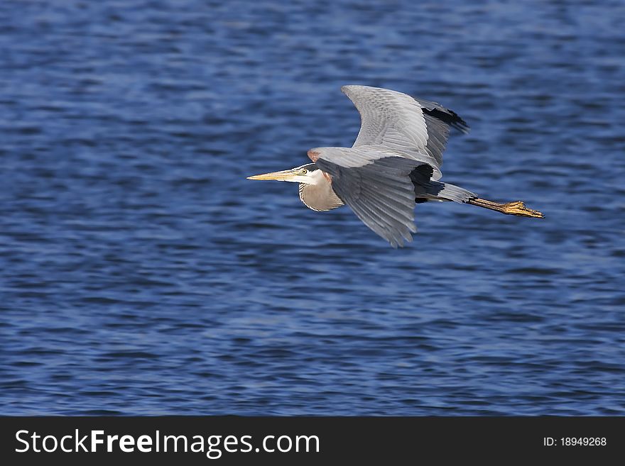 Great Blue Heron Flying over a lake.