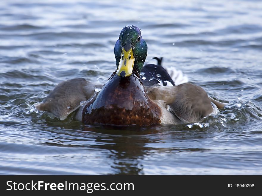 Colorful mallard swimming and shaking water off.