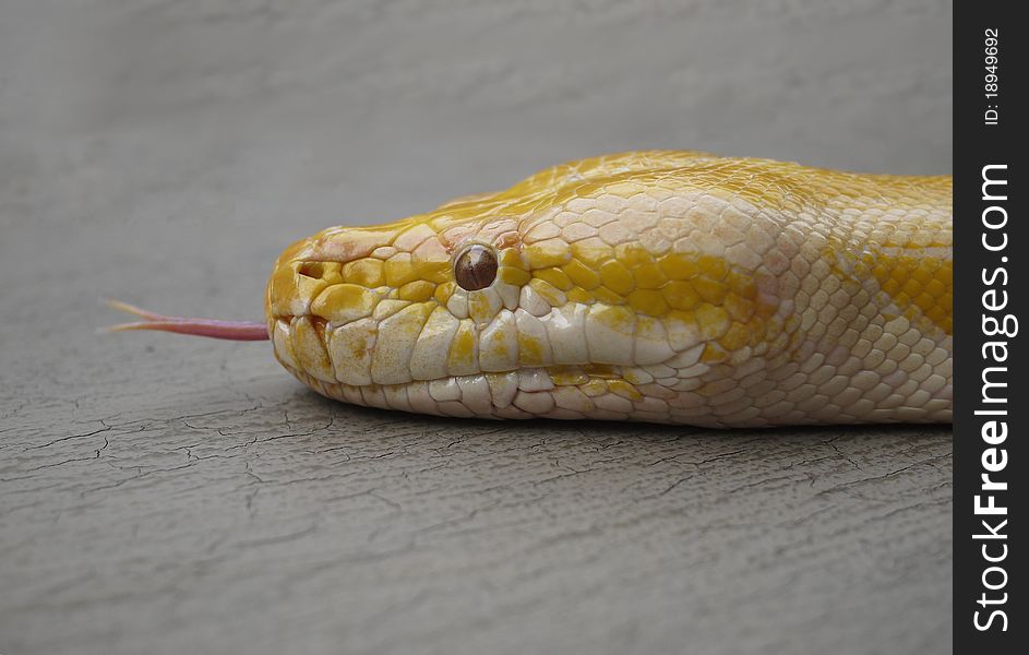 An albino golden python snake sticking out it's forked tongue. An albino golden python snake sticking out it's forked tongue.