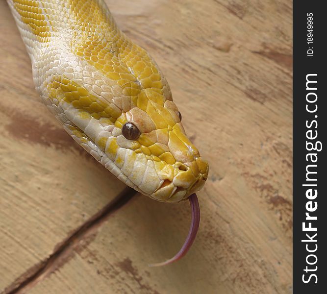 Golden Albino Python Sticking Tongue