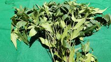 Neem Broken Little Bristles.Neem Leaves Stock Images Neem Broken Little Bristles.Neem Leaves Stock Images