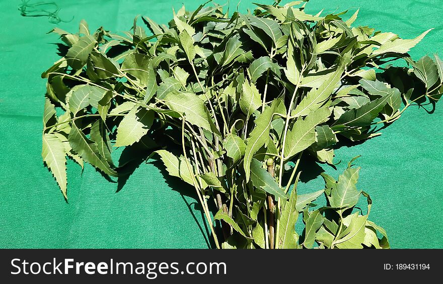 Neem Broken Little Bristles.Neem Leaves