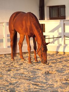 Red Horse In Paddock Stock Images Red Horse In Paddock Stock Images