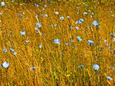 Field Flowers. Stock Photos Field Flowers. Stock Photos