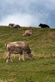Grazing Cows Stock Image
