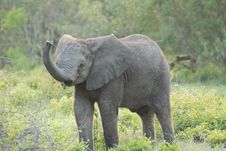 Baby Elephant Trumperting Stock Photo