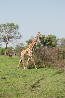 Tall Giraffe Taking A Walk Sabi Sands Royalty Free Stock Photos Tall Giraffe Taking A Walk Sabi Sands Royalty Free Stock Photos