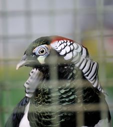 Exotic Bird In Cage Stock Photos
