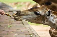 Giraffe Waiting For Feeding Royalty Free Stock Photography Giraffe Waiting For Feeding Royalty Free Stock Photography