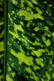 Free Tropical Leaf Royalty Free Stock Image - 18956486