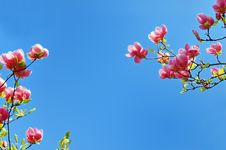 Flowering Magnolia Tree Branches Stock Image Flowering Magnolia Tree Branches Stock Image