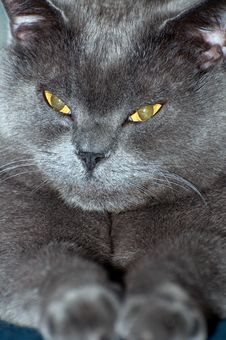 Blue British Shorthair Cat Stock Photos