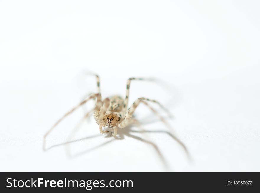 Macro photo of a spider on a white background