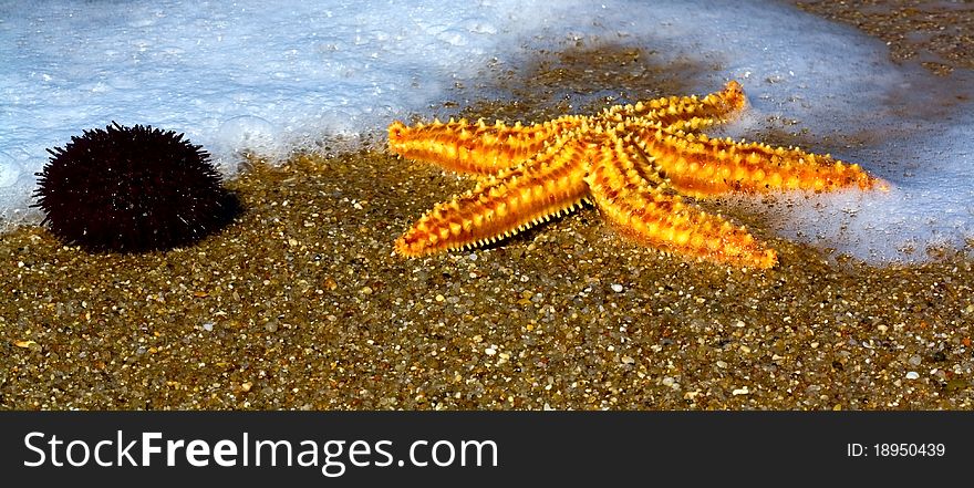 Starfish on the shore of the Atlantic Ocean. Starfish on the shore of the Atlantic Ocean