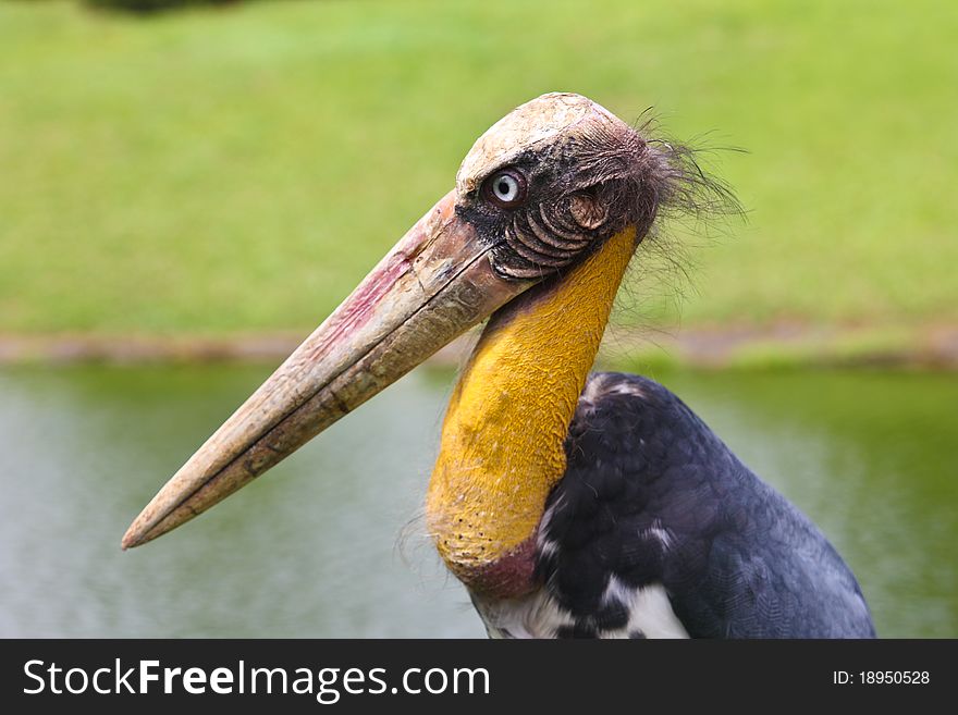 Wild bird marabu with a skin head