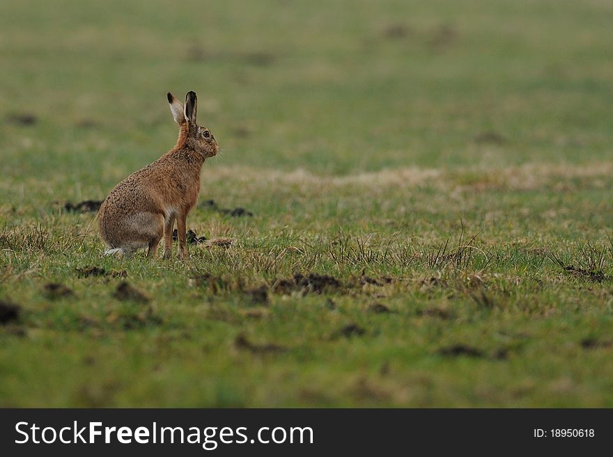 Sitting Hare