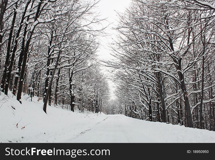 Winter idyll tree with snow