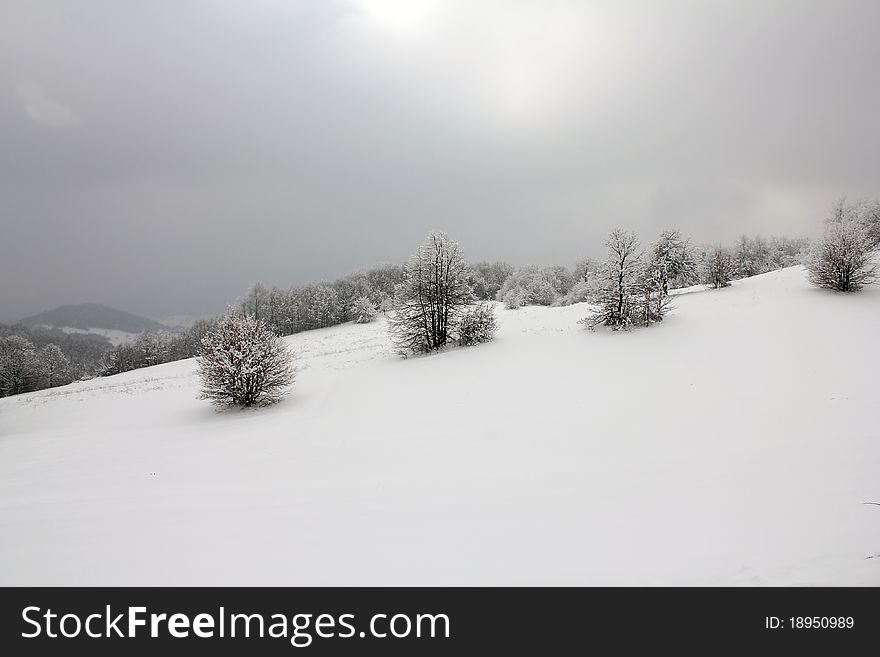 Winter idyll tree with snow