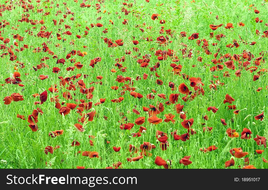 Poppies in a green meadow