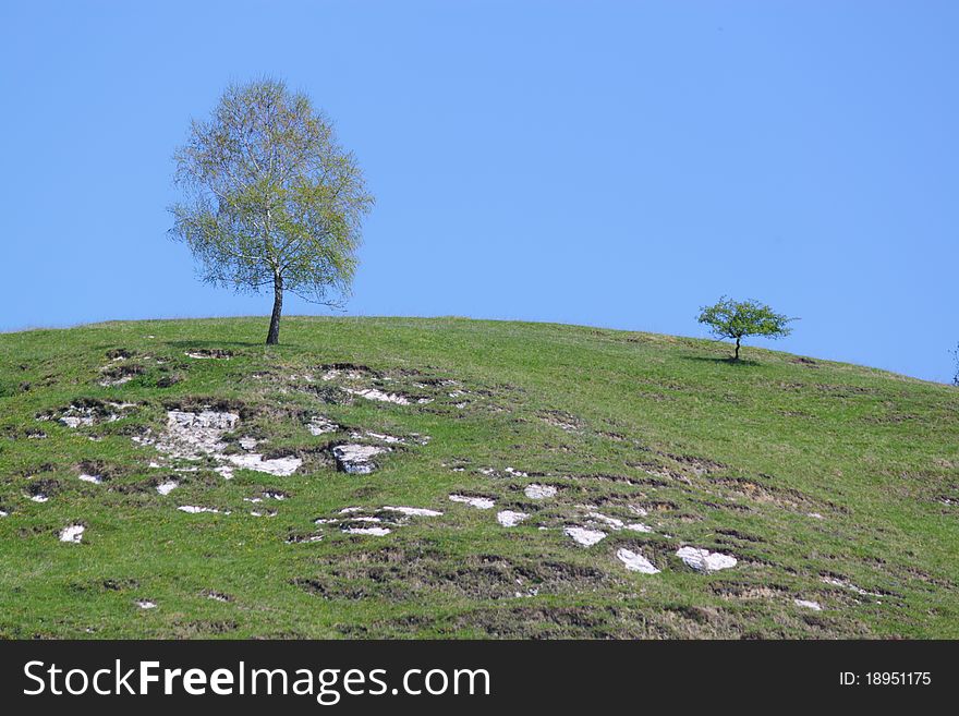 Tree On Top Of A Mountain