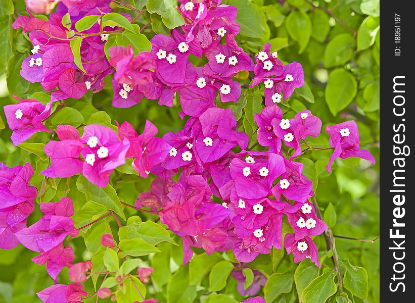 Closeup detail of bougainvillea flowers on a large bush. Closeup detail of bougainvillea flowers on a large bush