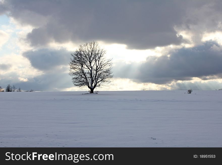 Winter idyll tree with snow