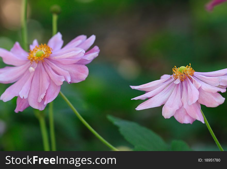 Japanese Windflowers  Pink