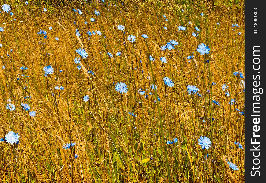 Wild field flowers, close up. Wild field flowers, close up