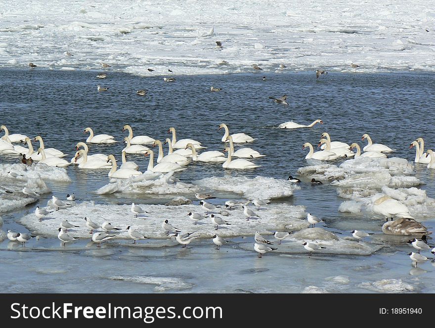 Swans on seacoast in winter.