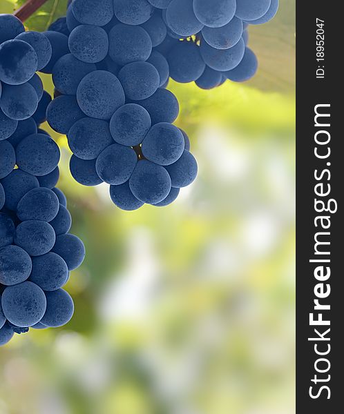 An Image Of Bunches Of Fresh Blue Grapes
