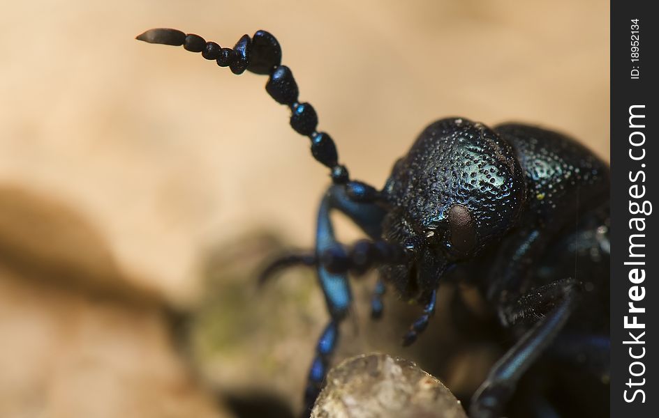 Meloe violaceus - Curious blue beetle