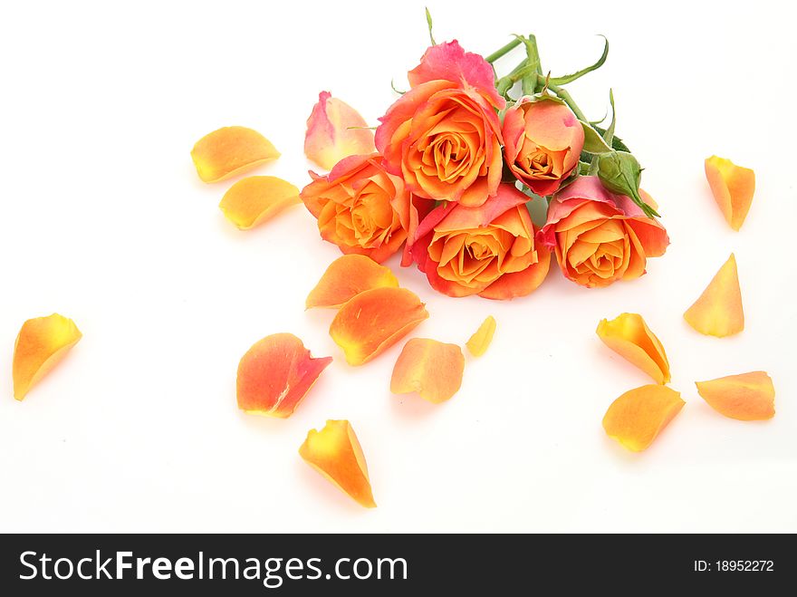 Fine roses on a white background