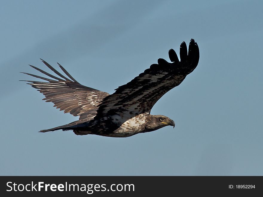 Immature bald eagle seen near Frenchman's Bay, Maine