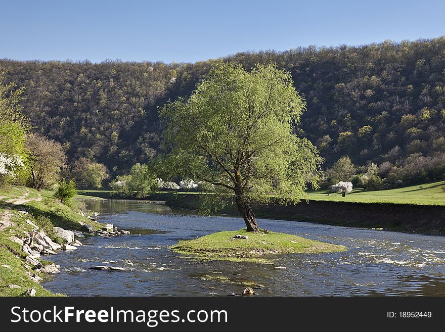 Tree On The Island