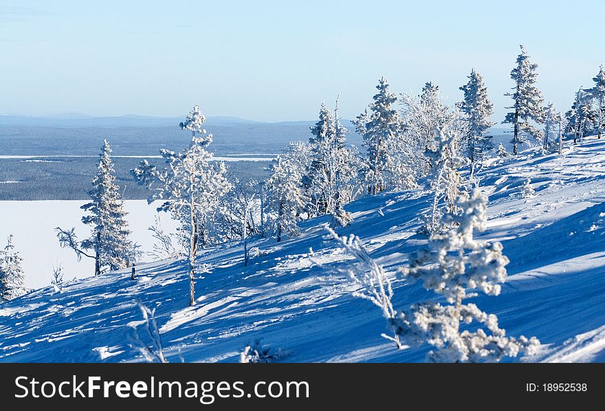 Winter landscape, mountains, pine trees in snow