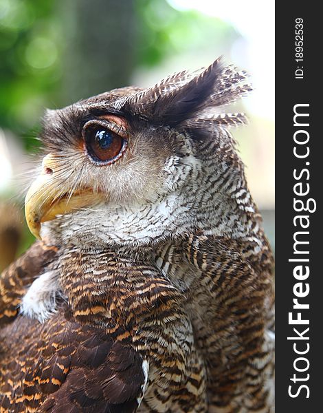 The grey eagle-owl in the forest