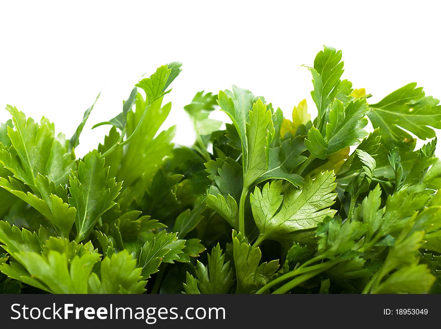 Macro view of fresh green parsley leaves