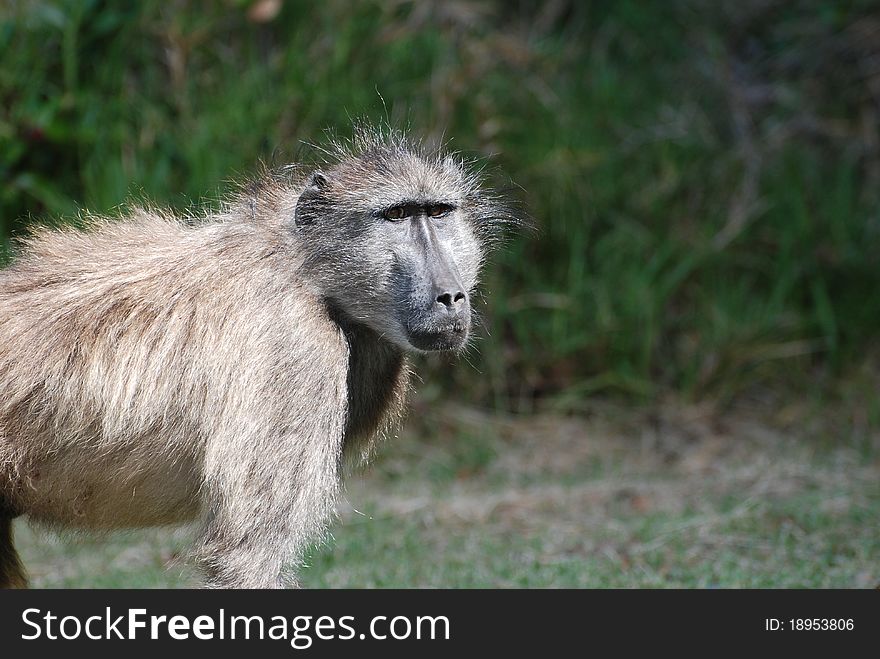 Baboon looking curious to onlookers. Baboon looking curious to onlookers