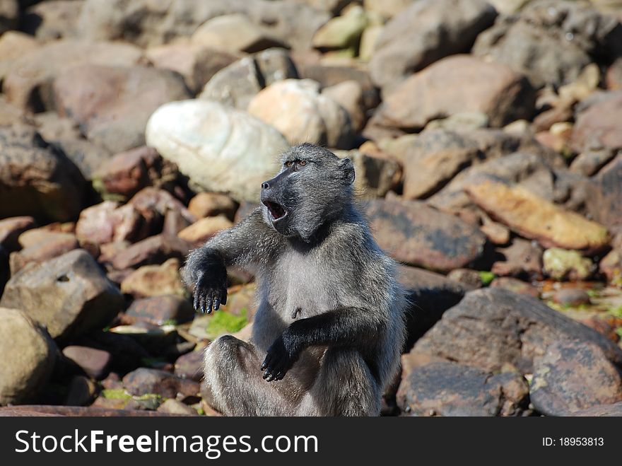 Baboon on the rocks acting like a clown. Baboon on the rocks acting like a clown